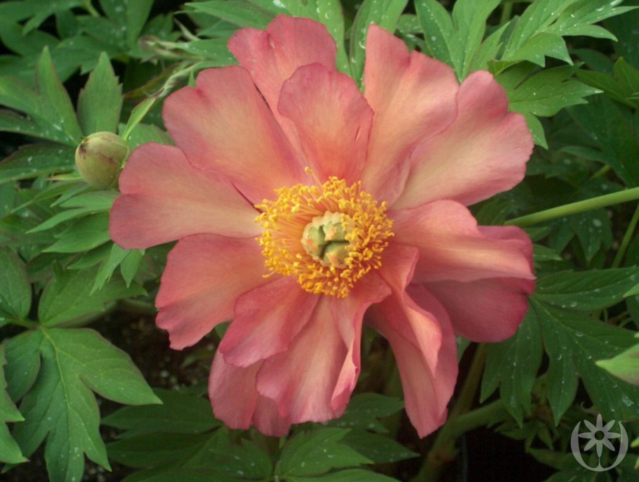 Пион Джулия Роуз