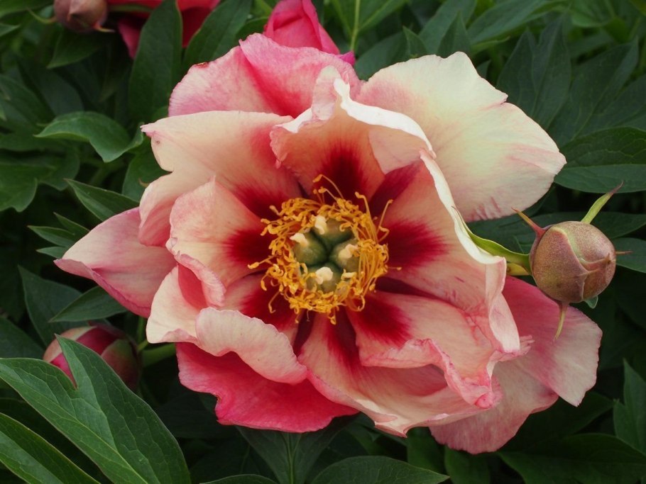 Пион Ито-гибрид кора Луис