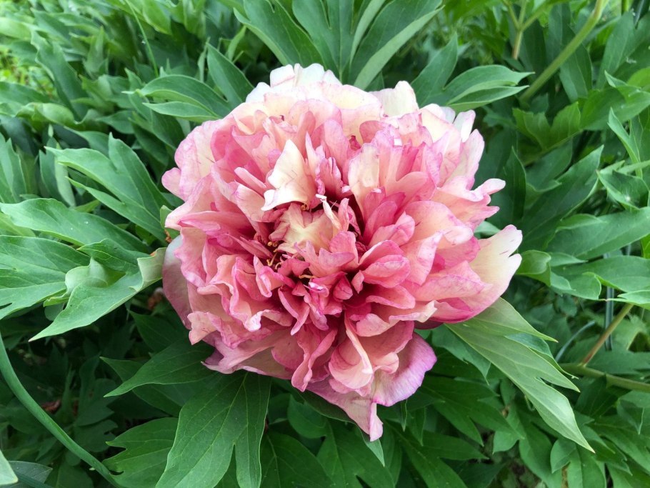 Пион ферст арривал