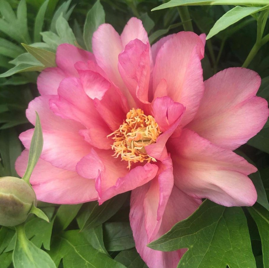 Пион Ито-гибрид Джулия Роуз