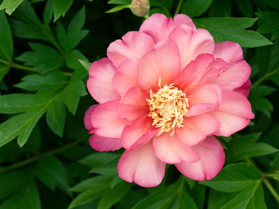 Пион джулия роуз