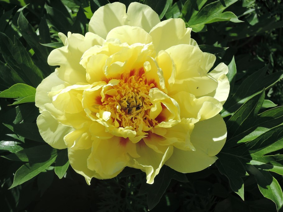 Джулия Роуз Канари бриллиантс Гарден Треже