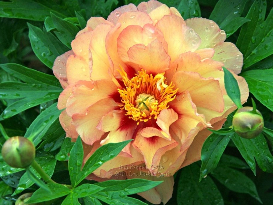 Пион сонома Хало