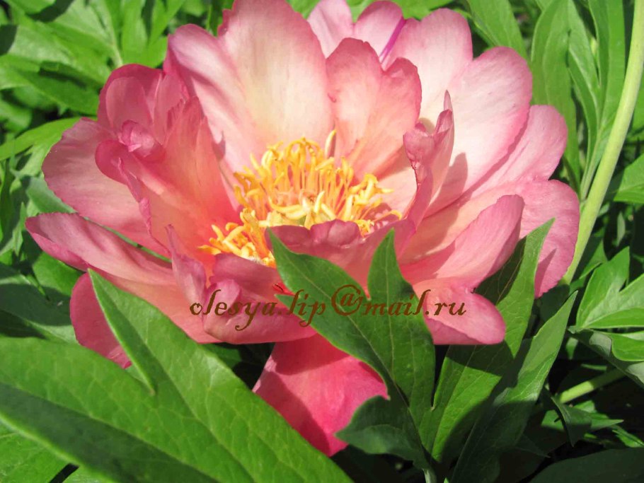 Пион Ито-гибрид "Ферст Эррайвл"(Paeonia Itoh-Hybrid)