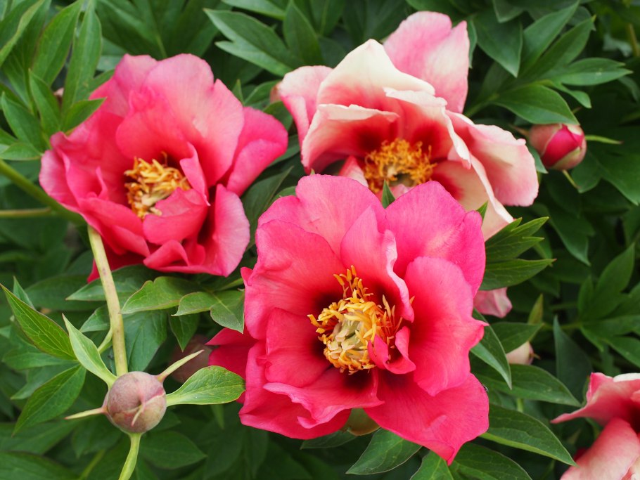 Пион-Ито гибридный "Julia Rose"