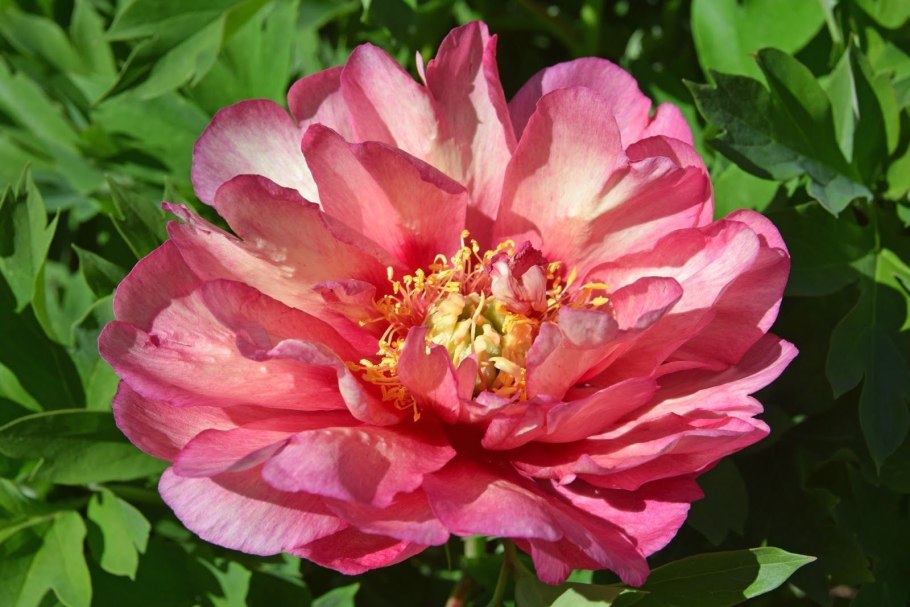 Пион Julia Rose (Джулия Роуз)