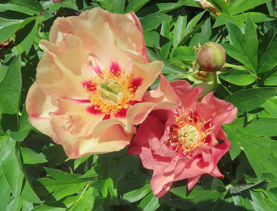 Пион Гарден Треже на клумбе