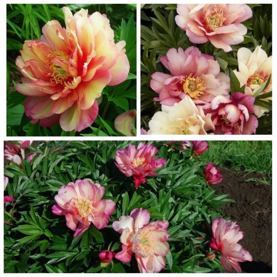 Пион Ито-гибрид Джулия Роуз