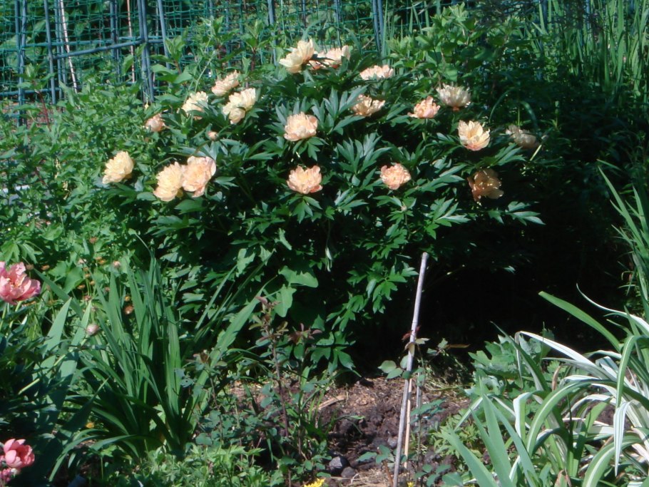 Пион Itoh Julia Rose