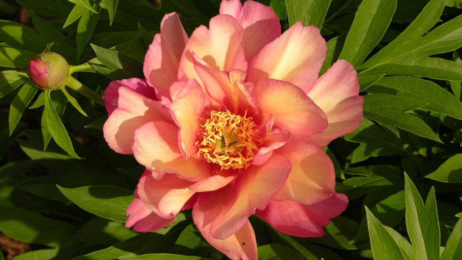 Пион Itoh Julia Rose