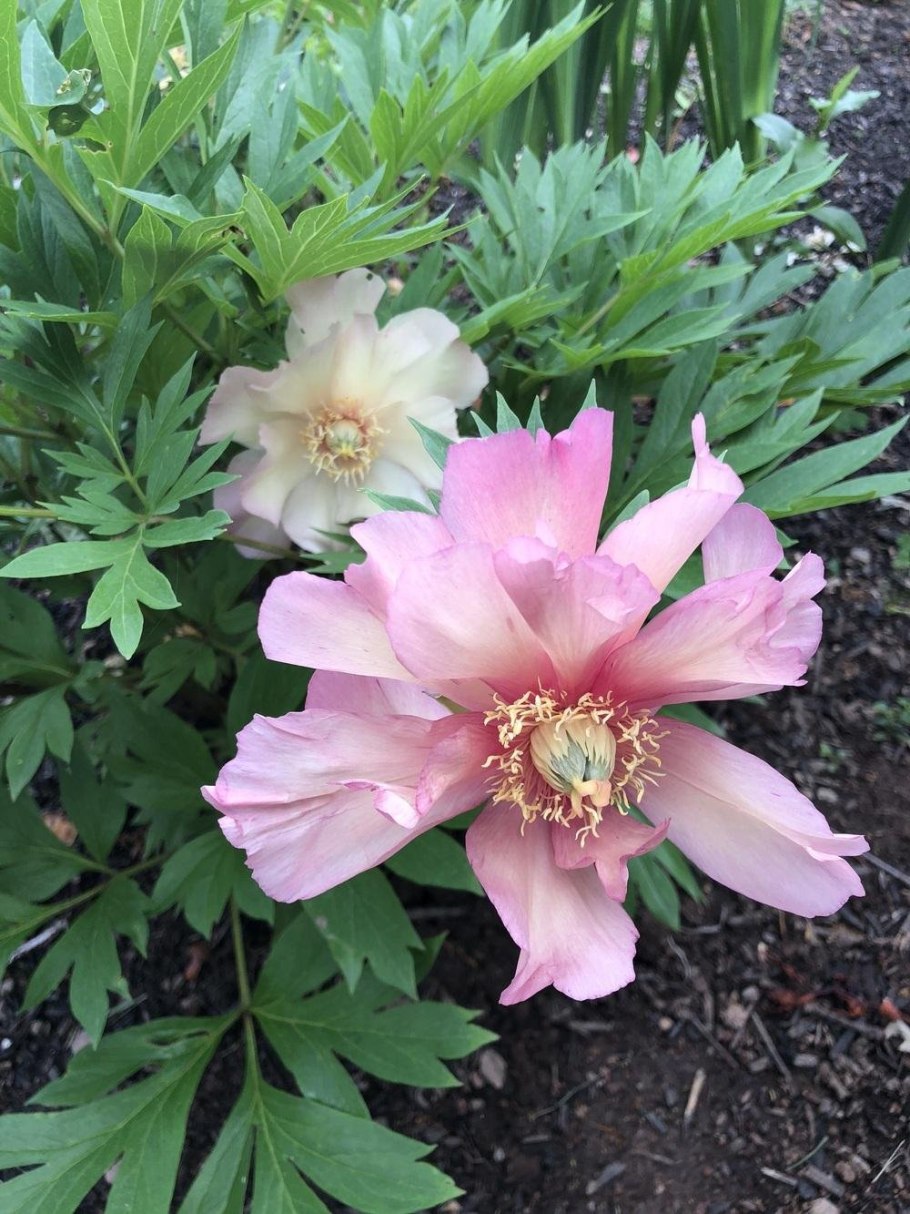 Пион Itoh Julia Rose