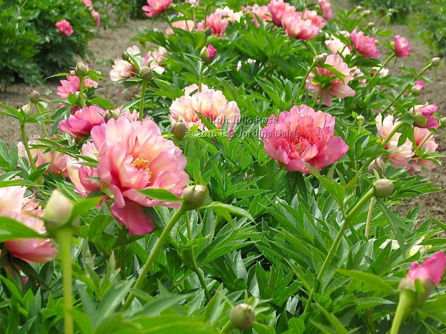 Blooming Life цветы