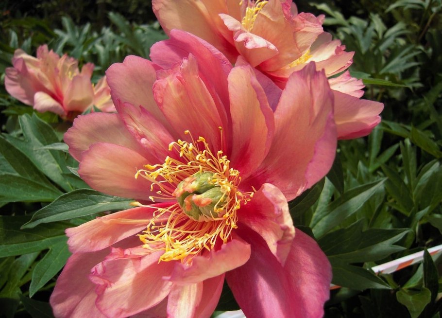 Пион Itoh Julia Rose