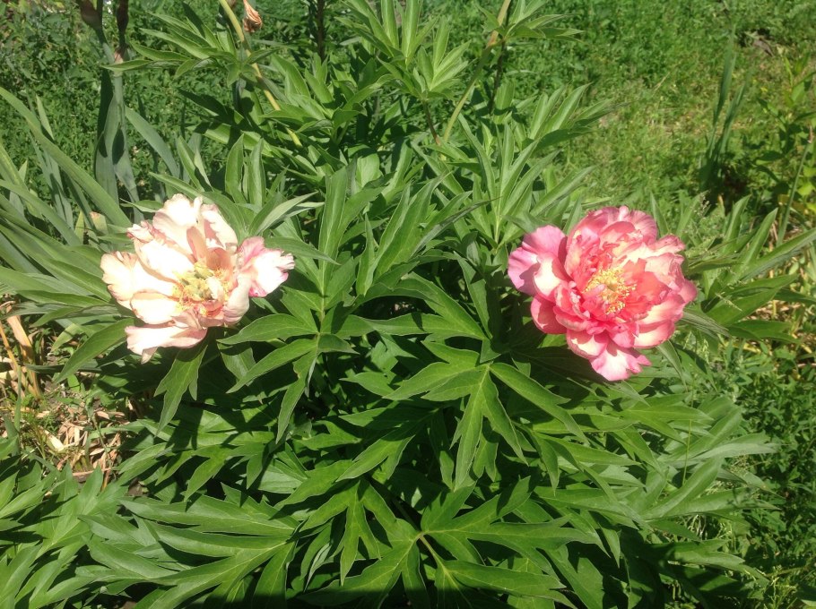 Пион Ито Олд Роуз Денди