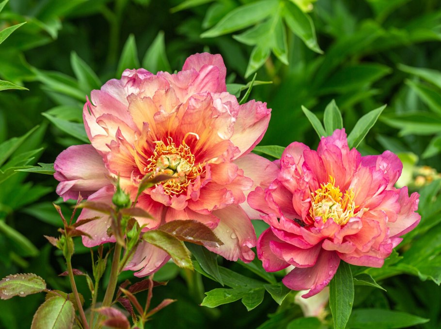 Пион Джулия Роуз (Ито) Itoh Julia Rose махровый темно-розовый в упаковке 1 шт