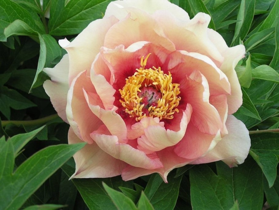 Пион Джулия Роуз диаметр цветка