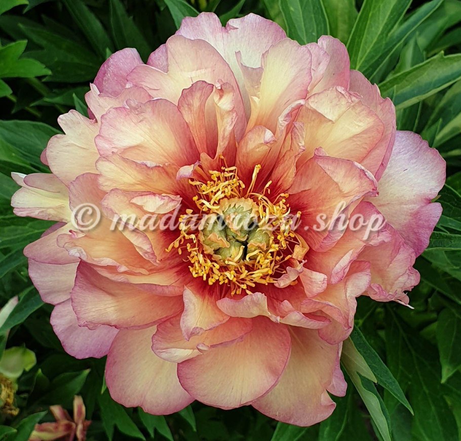 Пион Нью оранж Ито-гибрид (Paeonia Itoh Hybrids New Orange )