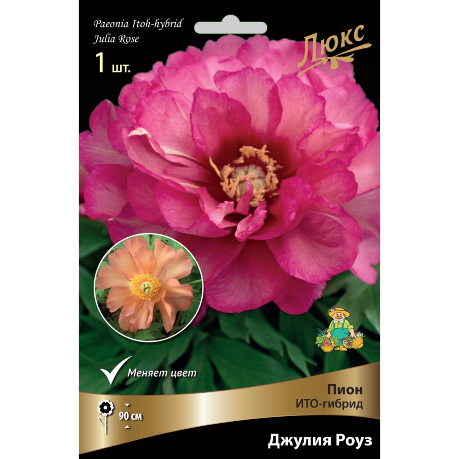 Пион фёрст арривал