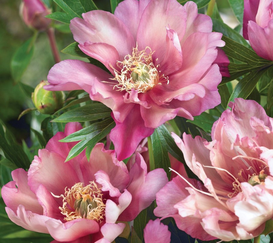 Пион Ито Хиллари