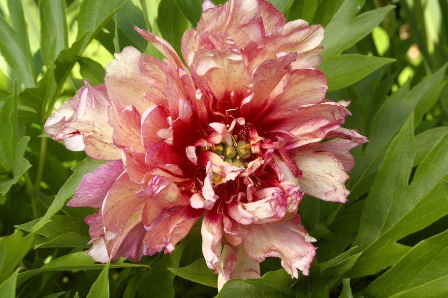 Джулия Роуз пион начало цветения