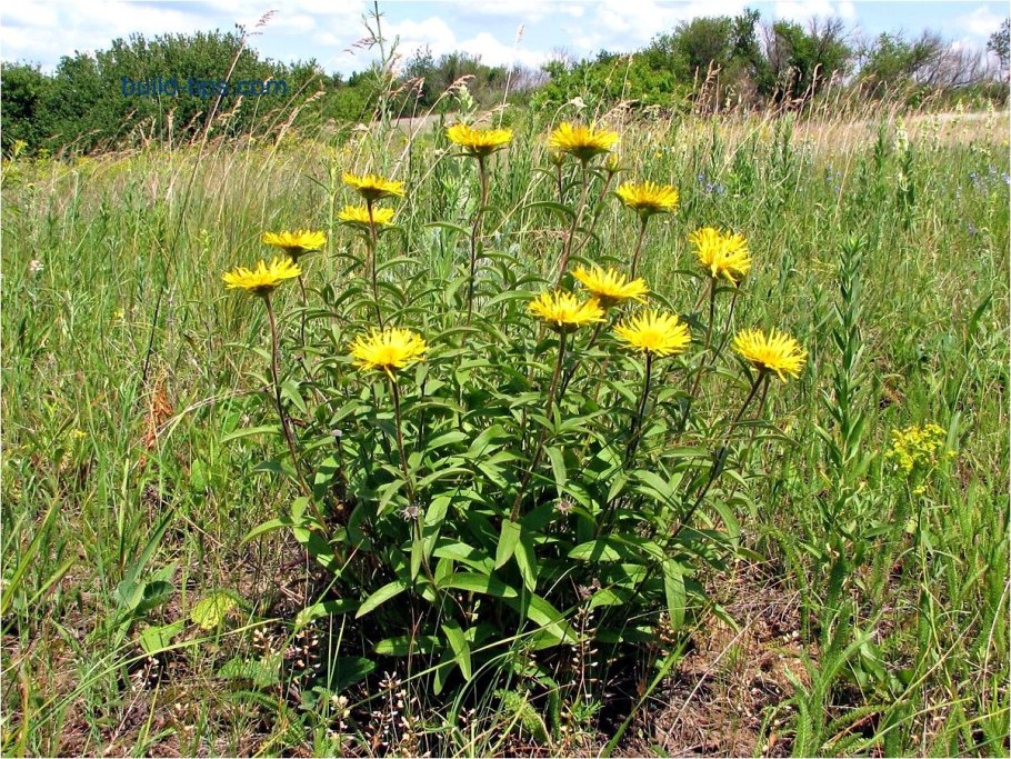 Девясил высокий