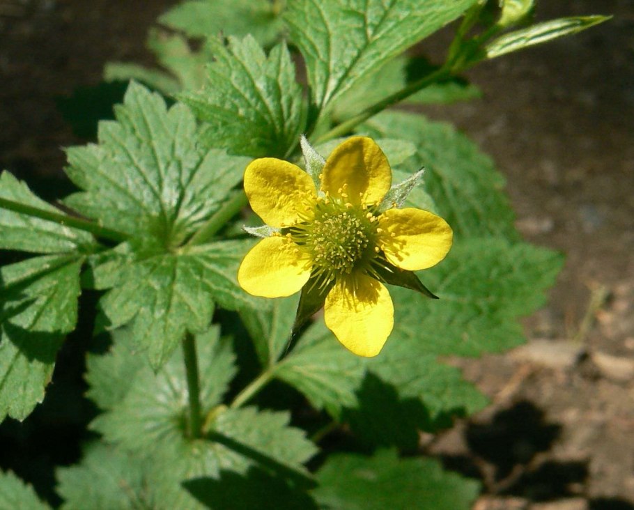 Гравилат Речной