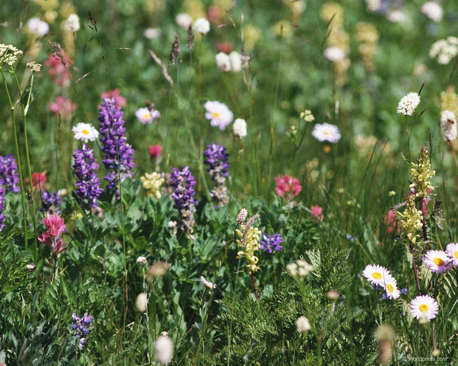 Лечебные травы в лесу
