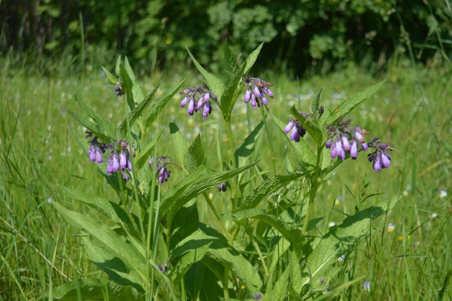 Гравилат Урбанум