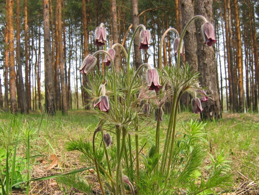 Прострел луговой