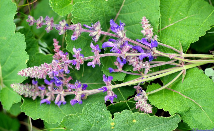 Флора Урала