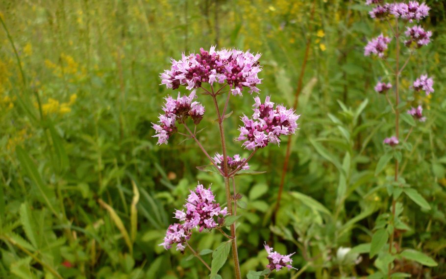 Лесные растения Подмосковья