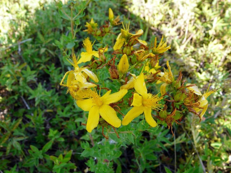 Дикорастущие полевые цветы