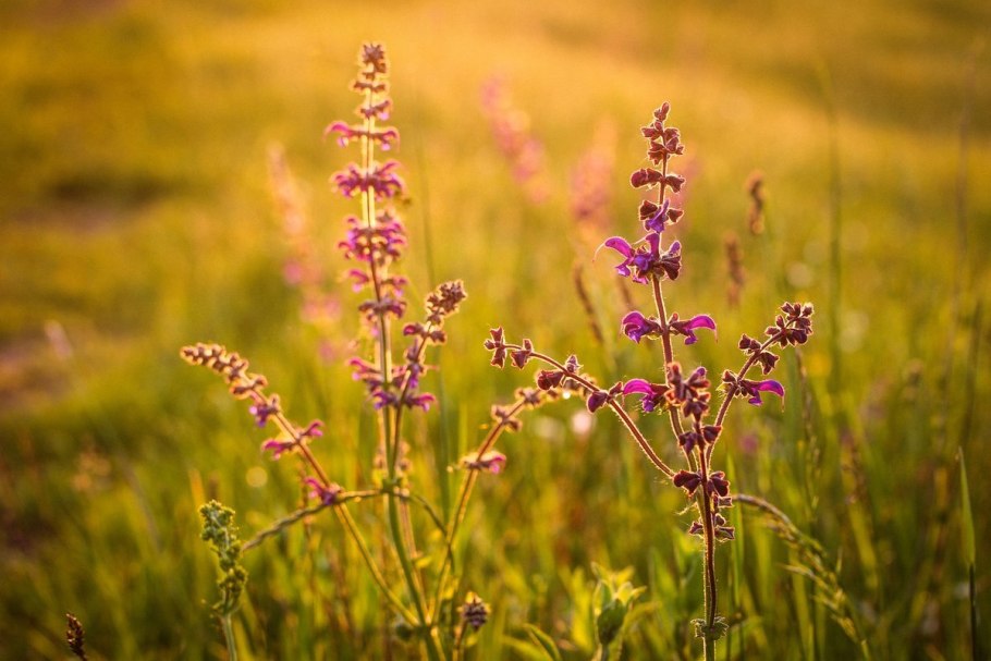 Сурепка Полевая