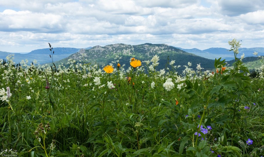 Смолка медонос