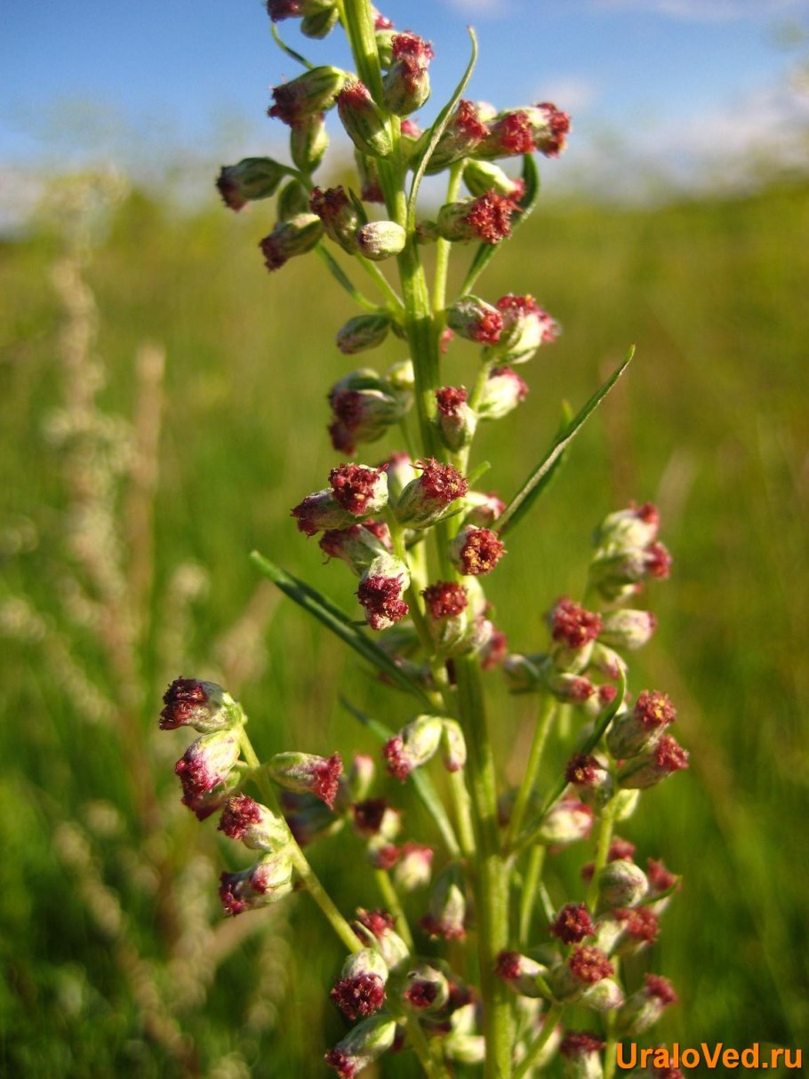 Растительный мир заповедника Кузнецкий Алатау