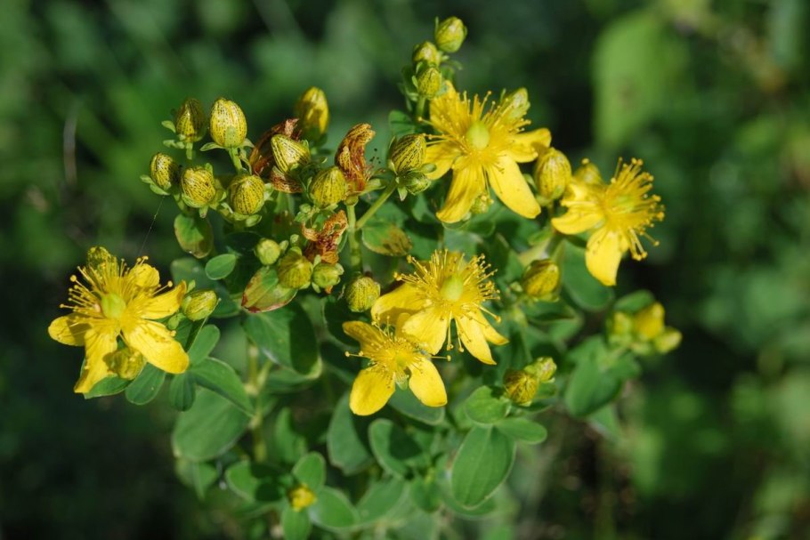 Полынь синеголовник