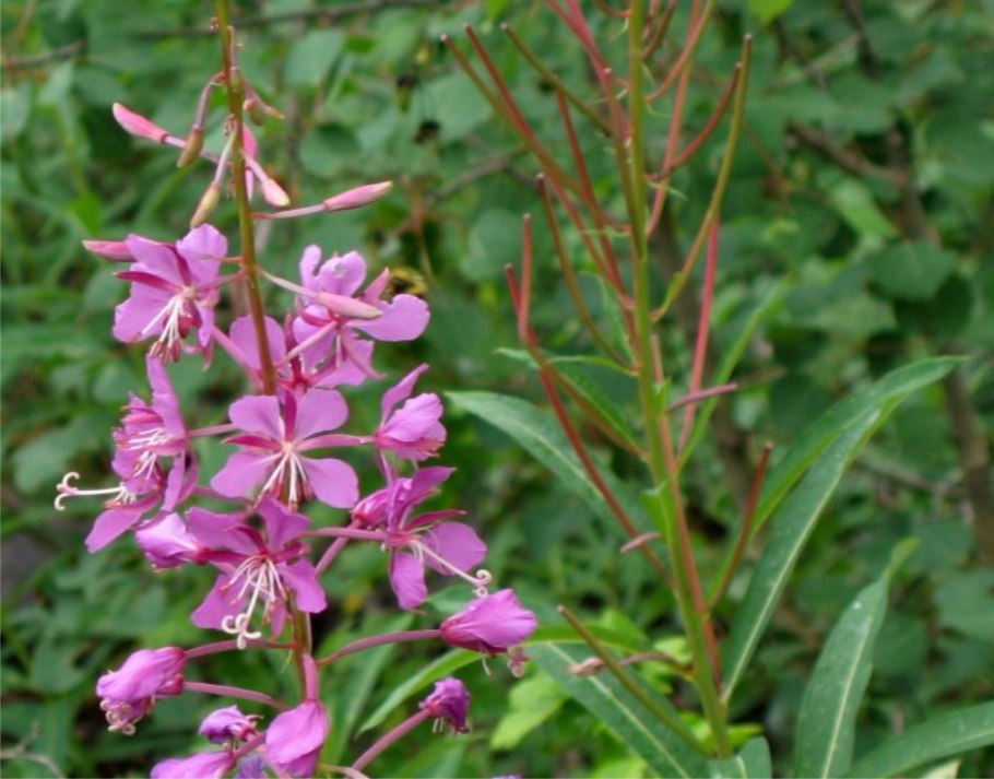 Девясил Сибирский Луговой