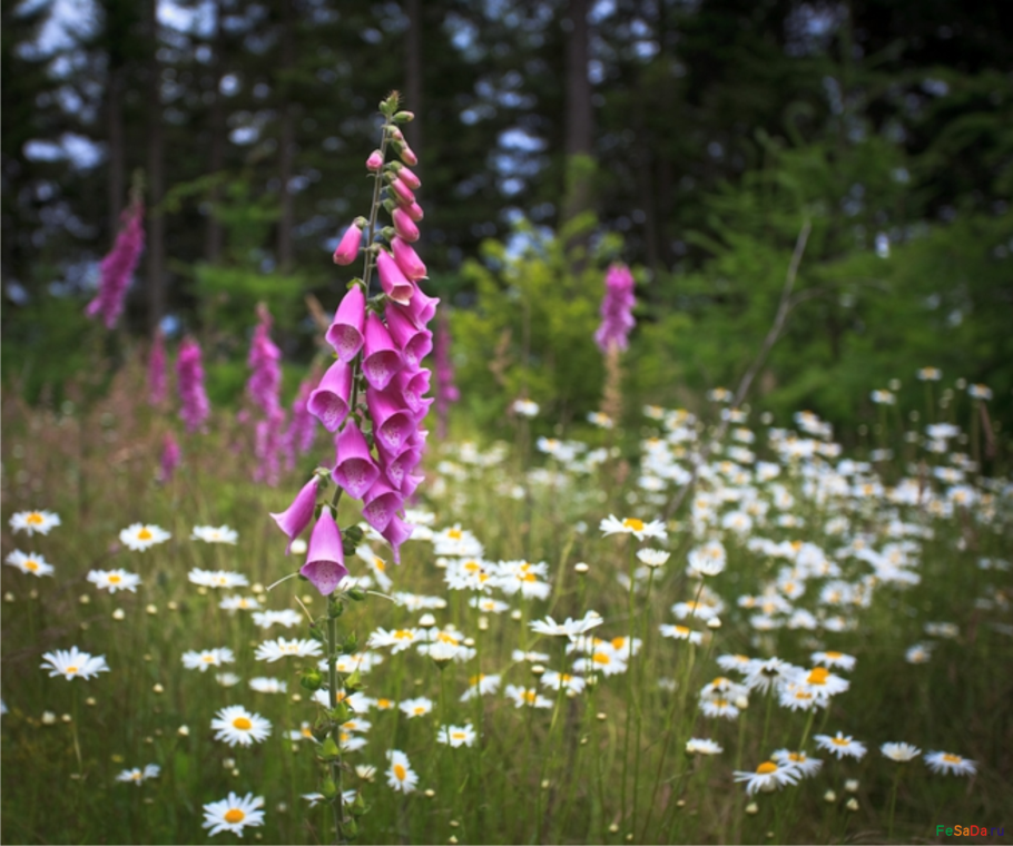 Травянистые растения России