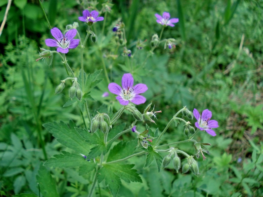 Подмаренник Северный
