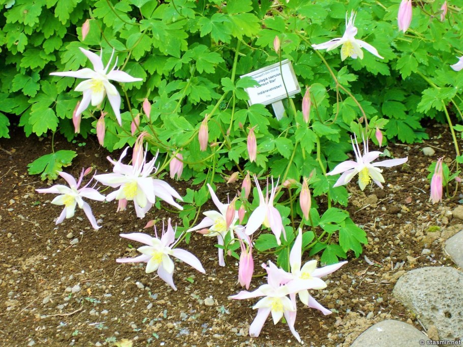 Ботанический сад Нью-Йорка