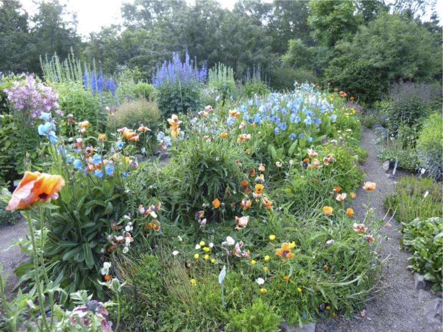 Акюрейри цветы