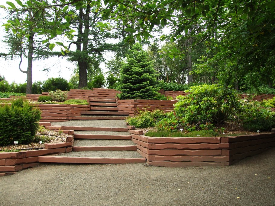 Левизия рот пурпур