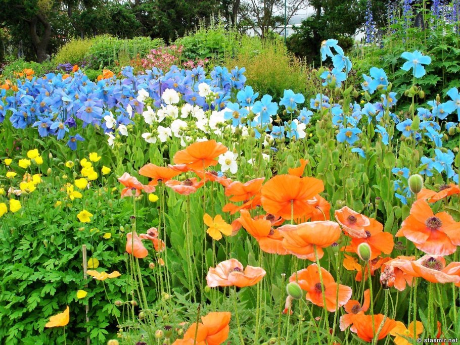 Сады Исландии