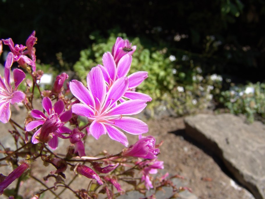 Papaver chionophilum