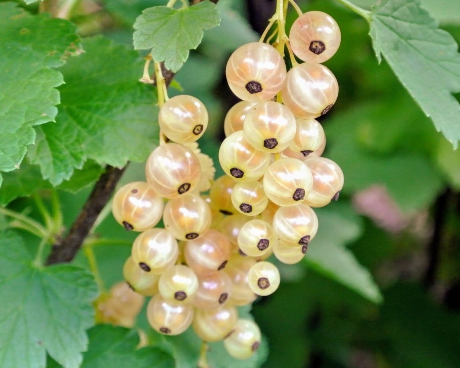 Смородина белая Беляна (с2)