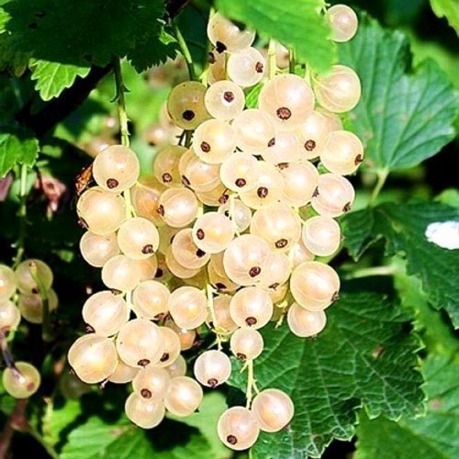 Смородина белая Беляна (с2)