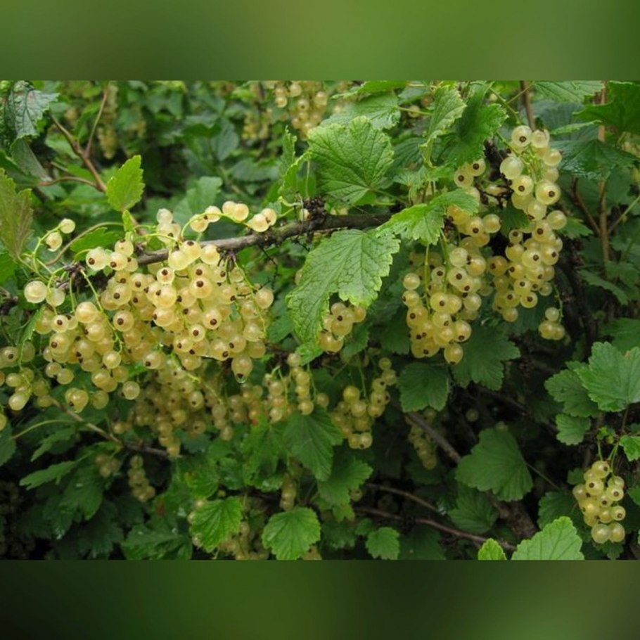 Смородина белая