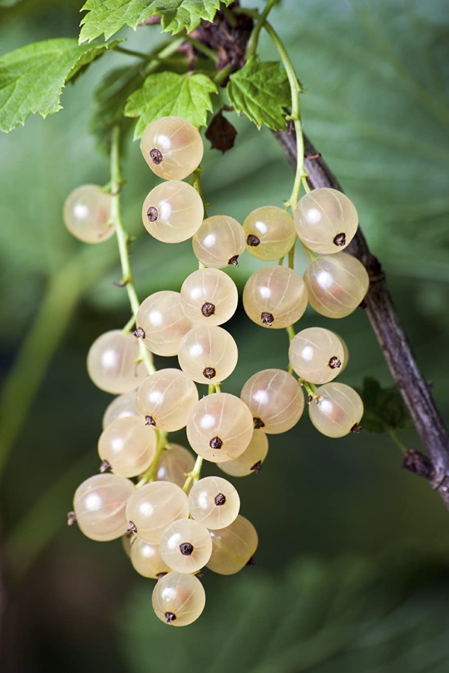 Смородина белая Булонь белая