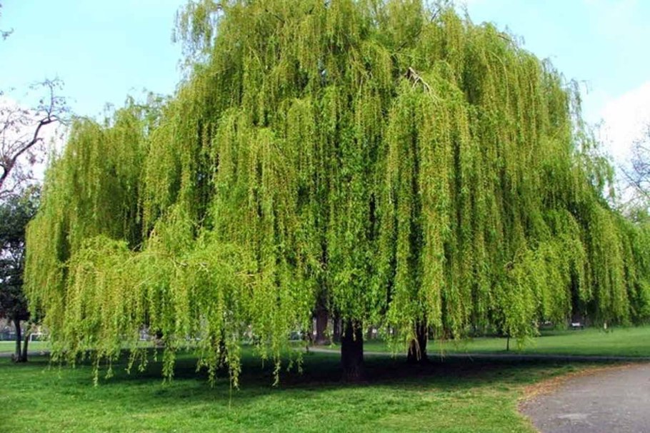 Липа осина береза