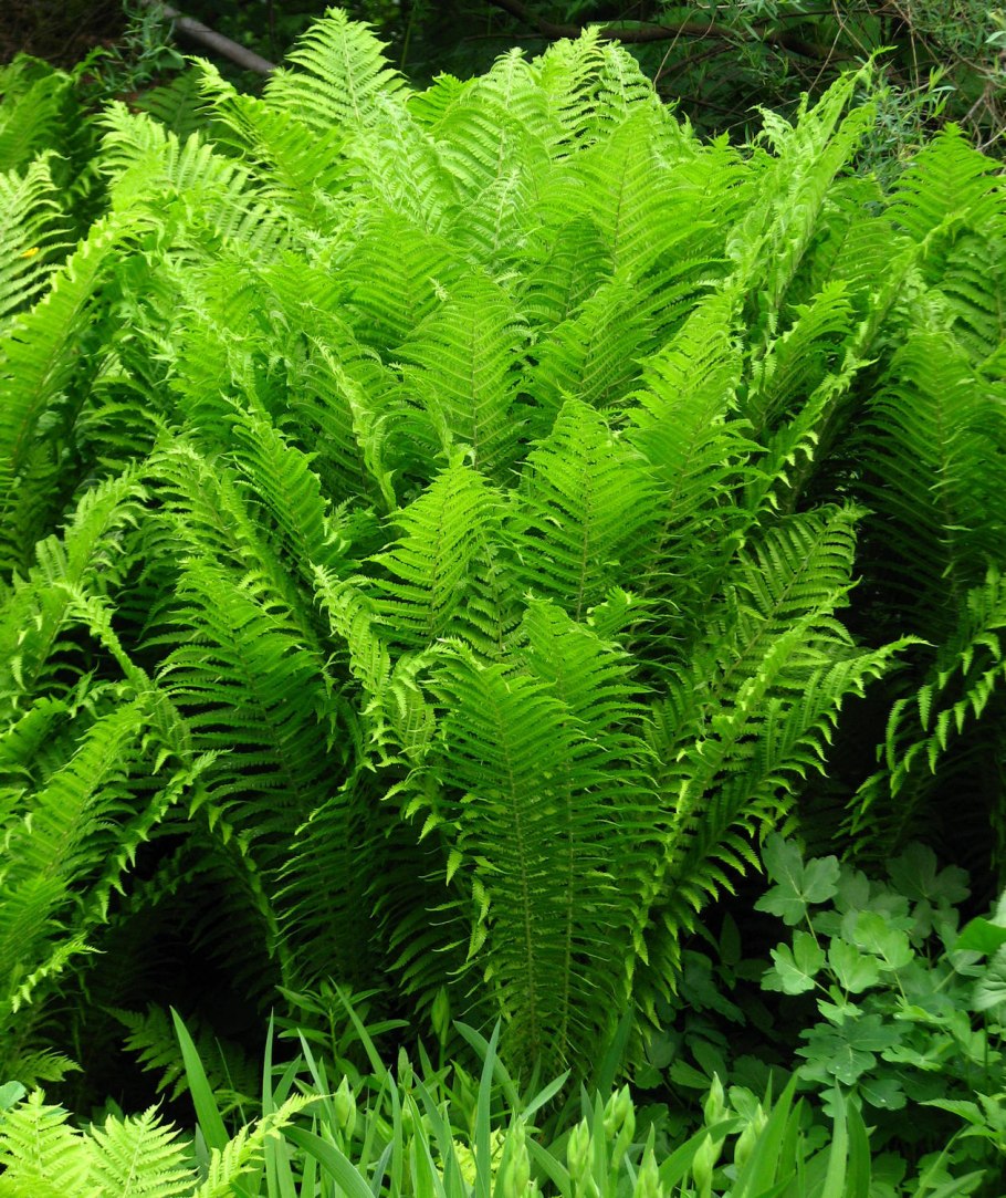 Папоротник адиантум стоповидный